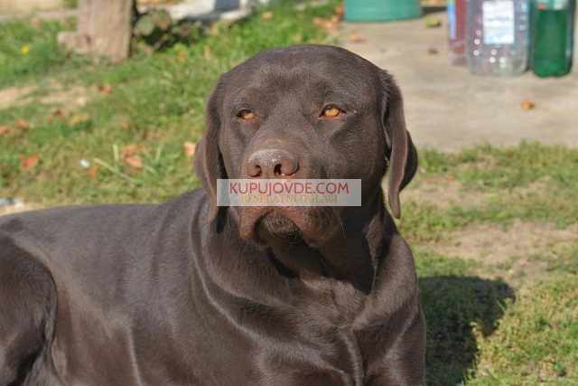 Labrador retriver