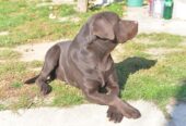 Labrador retriver