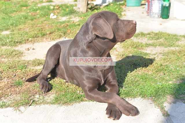 Labrador retriver