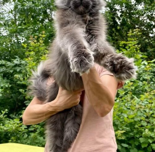 Maine Coon mačići