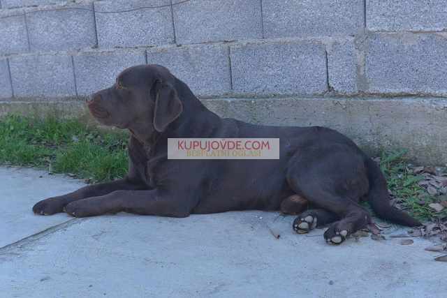 Labrador retriver