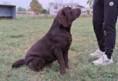 Labrador retriver