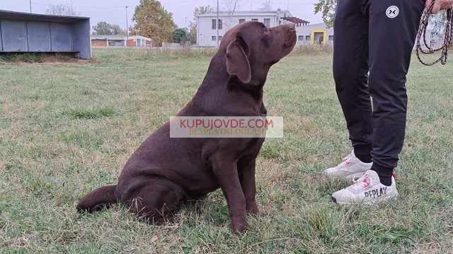 Labrador retriver