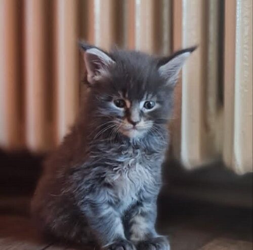 Maine Coon mačići