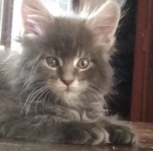 Maine Coon mačići