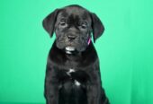 Cane Corso prelepi stenci