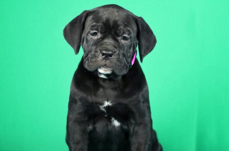 Cane Corso prelepi stenci