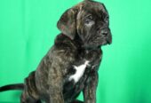 Cane Corso prelepi stenci