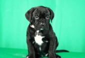 Cane Corso prelepi stenci