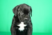 Cane Corso prelepi stenci