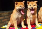 Shiba Inu prelepi stenci