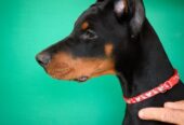 Doberman prelepi štenci