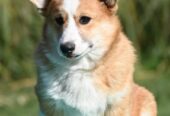 Velski korgi/Welsh Corgi Pembroke