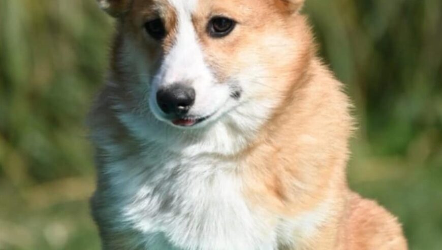 Velski korgi/Welsh Corgi Pembroke