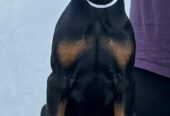 Doberman prelepi štenci