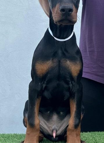 Doberman prelepi štenci