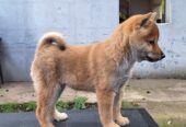 Shiba Inu prelepi stenci