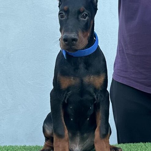 Doberman prelepi štenci