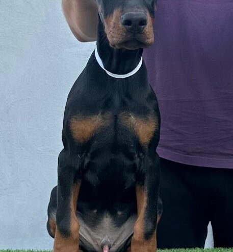 Doberman prelepi štenci