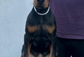 Doberman prelepi štenci