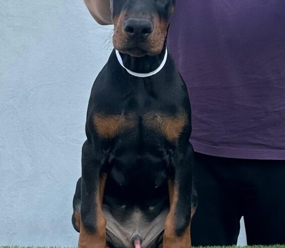 Doberman prelepi štenci