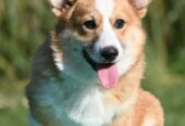 Velski korgi/Welsh Corgi Pembroke