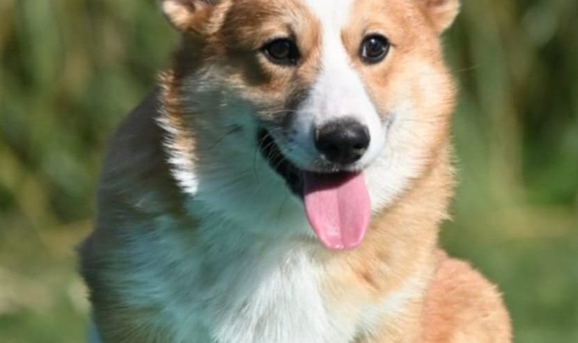 Velski korgi/Welsh Corgi Pembroke