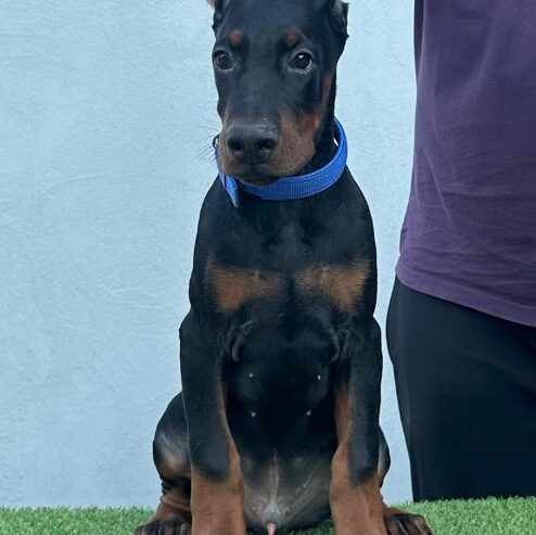 Doberman prelepi štenci