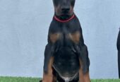 Doberman prelepi štenci