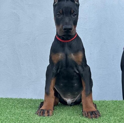 Doberman prelepi štenci