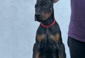 Doberman prelepi štenci