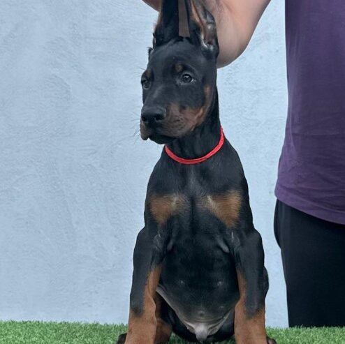 Doberman prelepi štenci