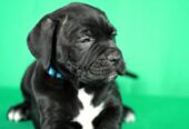 Cane Corso prelepi stenci