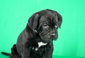 Cane Corso prelepi stenci