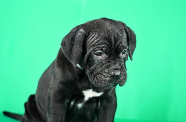 Cane Corso prelepi stenci