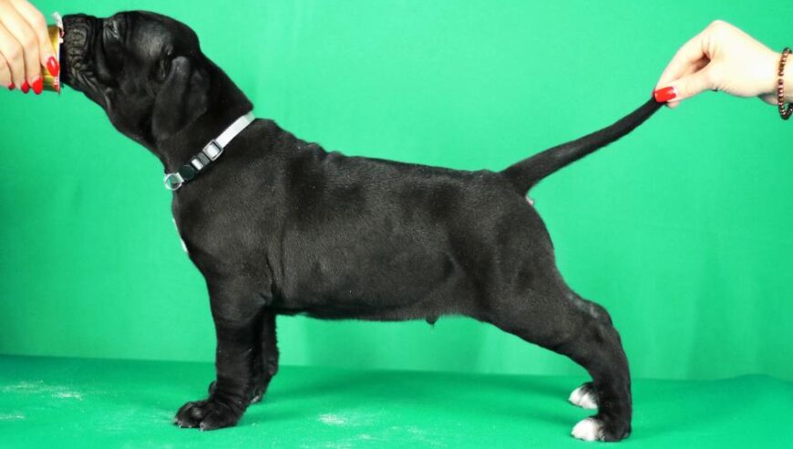 Cane Corso prelepi stenci