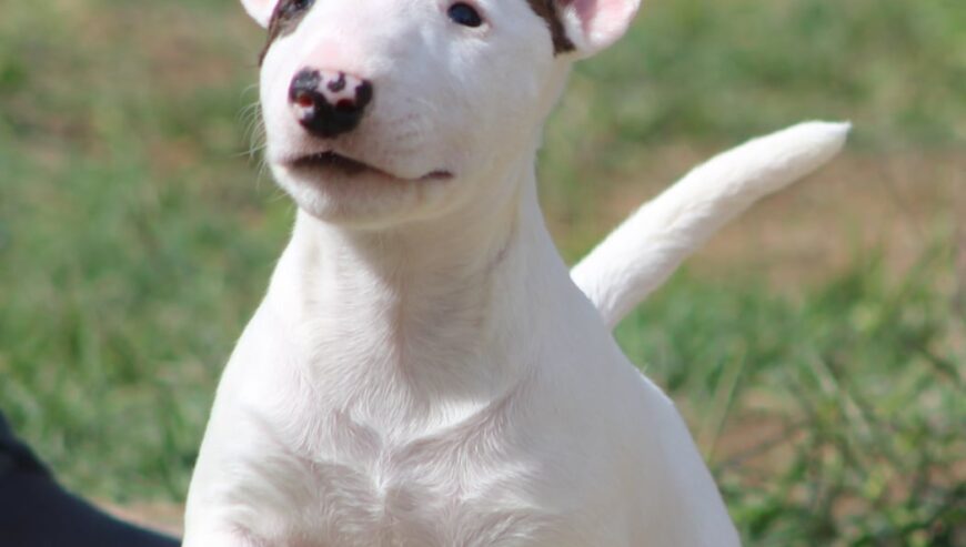 Mini Bull Terijer prelepi štenci