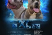 American bully xl