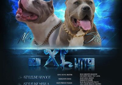 1-American-bully-xl-A1024