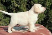 Labrador retriver