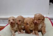 Maltipoo stenci