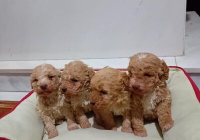 1-maltipoo-G1124