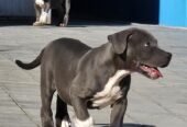 American bully xl