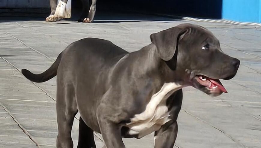 American bully xl