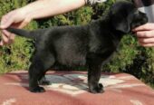 Labrador retriver