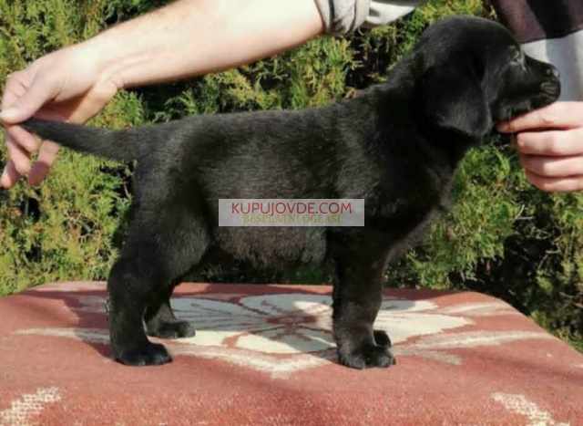 Labrador retriver