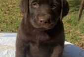 Labrador retriver, braon muzjak