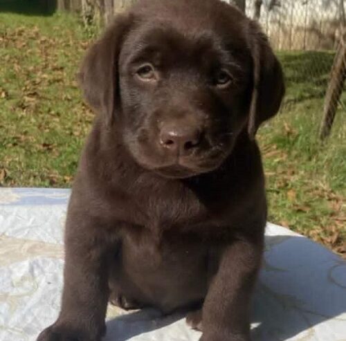 Labrador retriver, braon muzjak