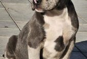 American bully xl