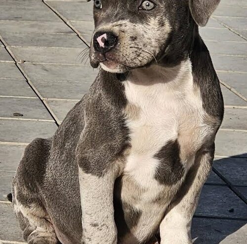 American bully xl